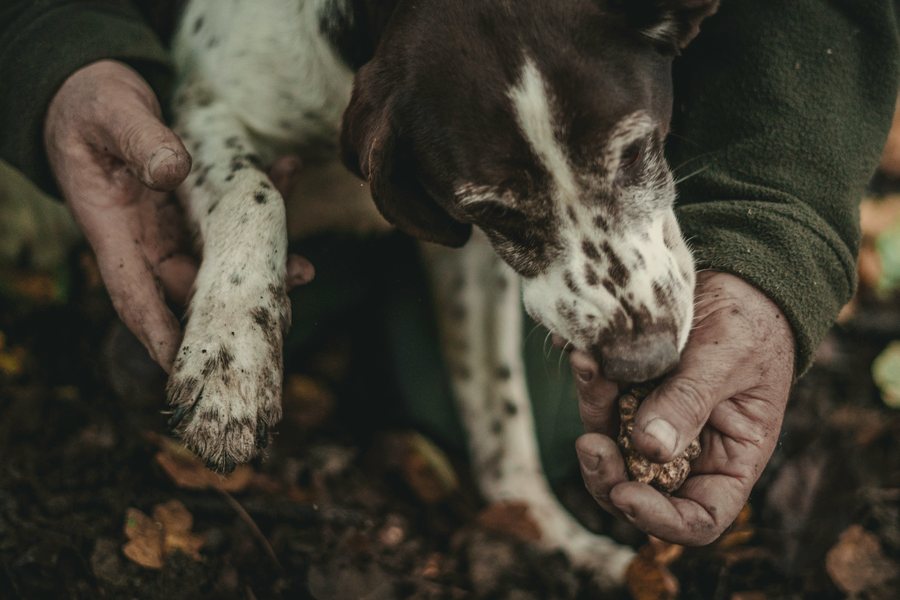 Caccia al tartufo nei boschi della riserva, Scansano Maremma