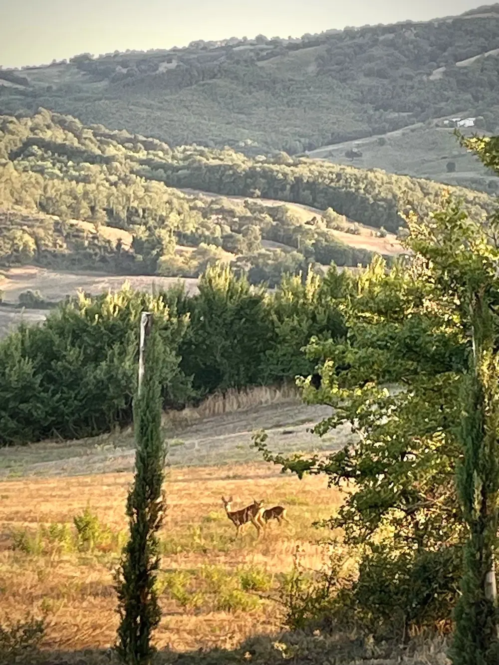 Caprioli in una radura al tramonto