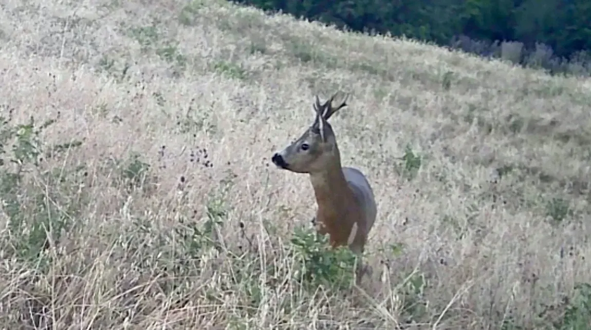 Un capriolo maschio nell’erba alta