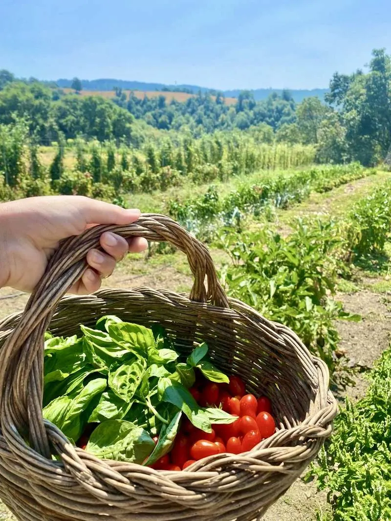 Cesto di ortaggi appena raccolti nell’orto