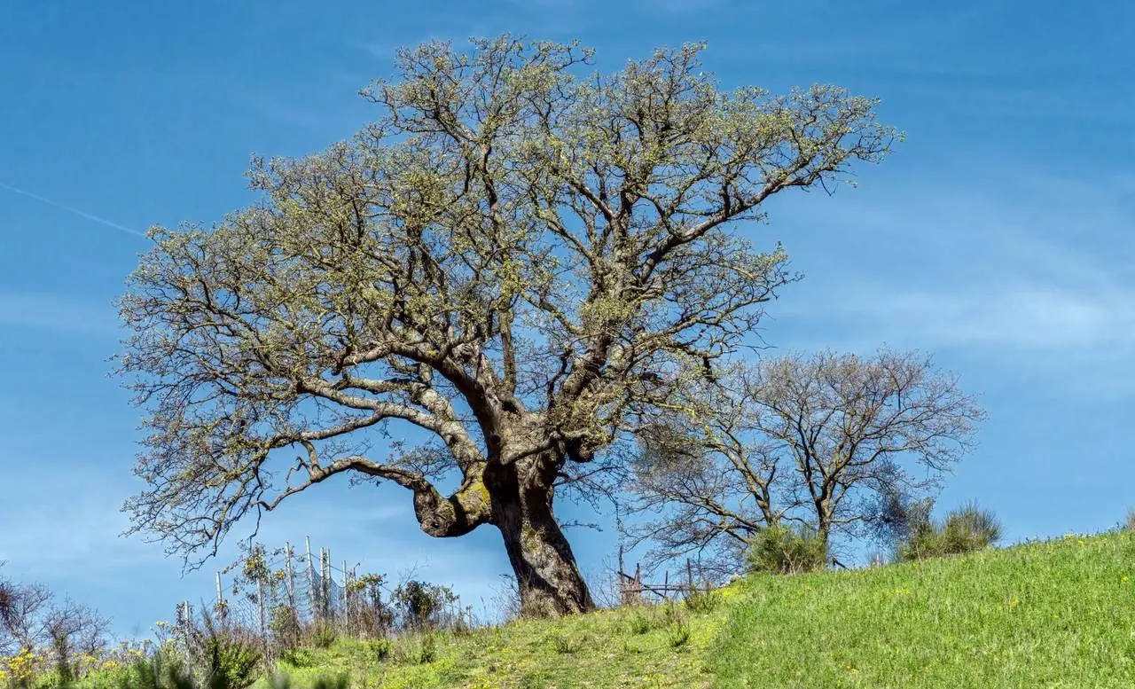 Una grande quercia isolata su un prato della Tenuta